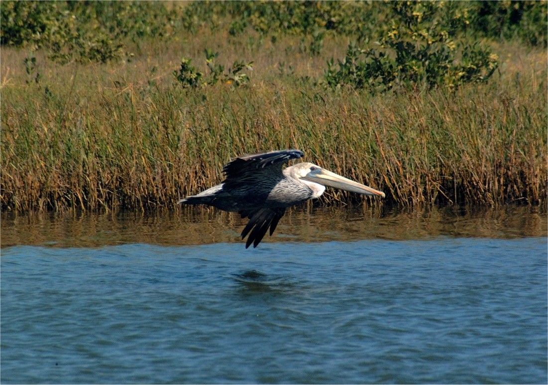 pelican-01.jpg   (1101x773)   271 Kb                                    Click to display next picture